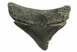 Serrated, Posterior Juvenile Megalodon Tooth - Georgia #329825-1